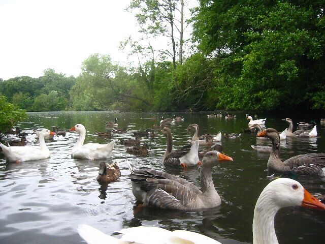 A group of geese swimming in a pond surrounded by trees.