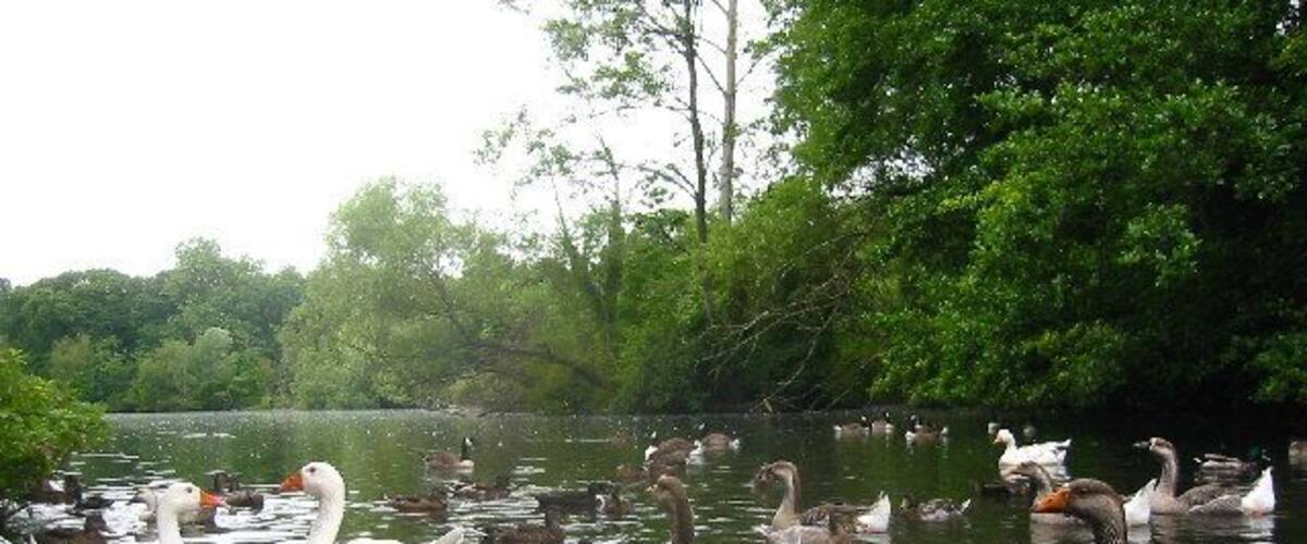 A group of geese swimming in a pond surrounded by trees.