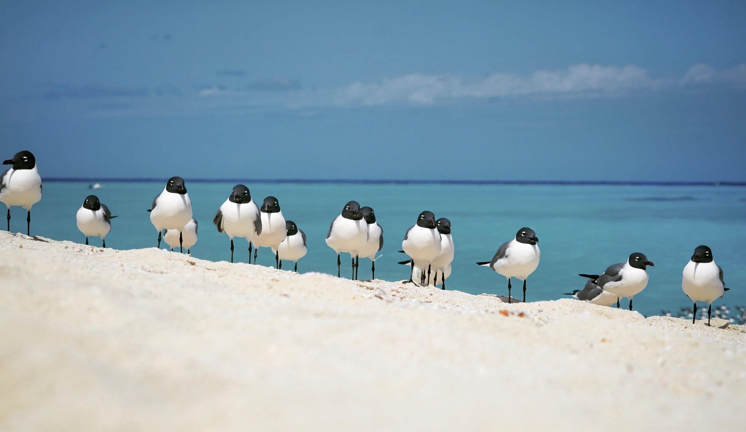 Birds on the beach 