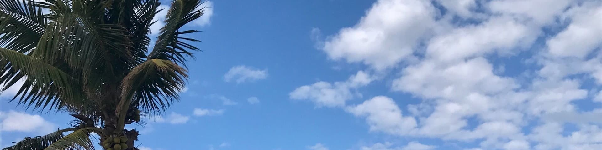 #caribbeanbeach #nassaubahamas #palmtree #turquoisesea