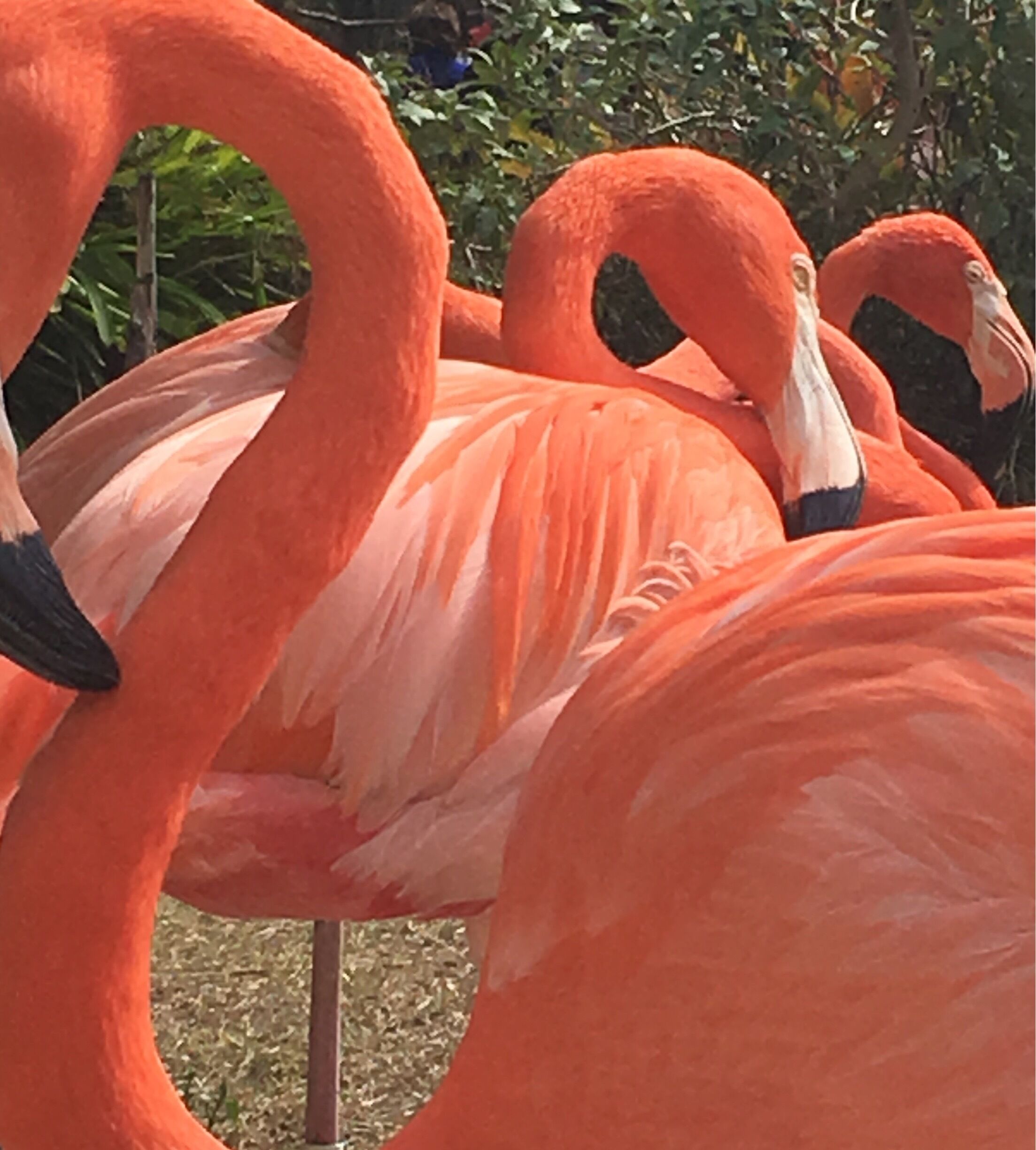 We went specifically to see the flamingos. They were spectacular and very amicable to being photographed.