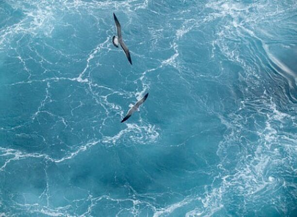 Whilst on a cruise, we were docking for the Bahamas and on our patio deck when two seagulls flew right near the ship