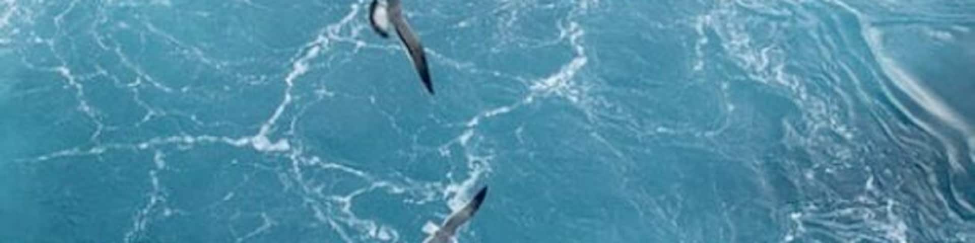 Whilst on a cruise, we were docking for the Bahamas and on our patio deck when two seagulls flew right near the ship