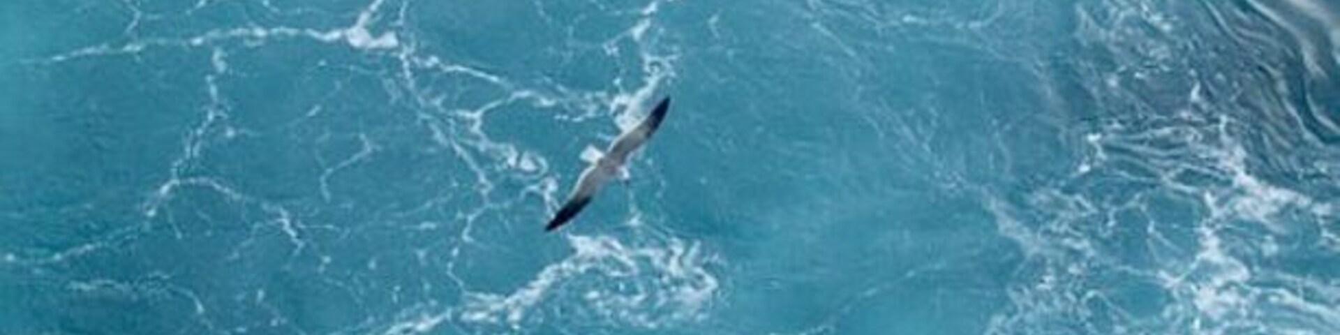 Whilst on a cruise, we were docking for the Bahamas and on our patio deck when two seagulls flew right near the ship