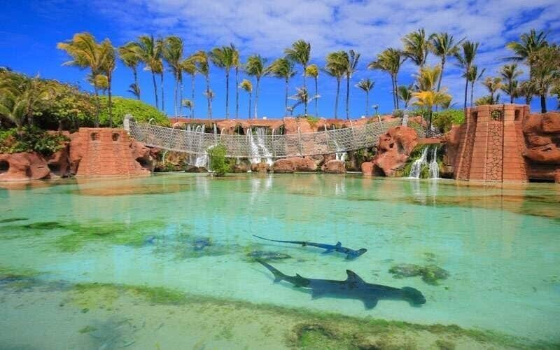 Sharks in Atlantis Resort