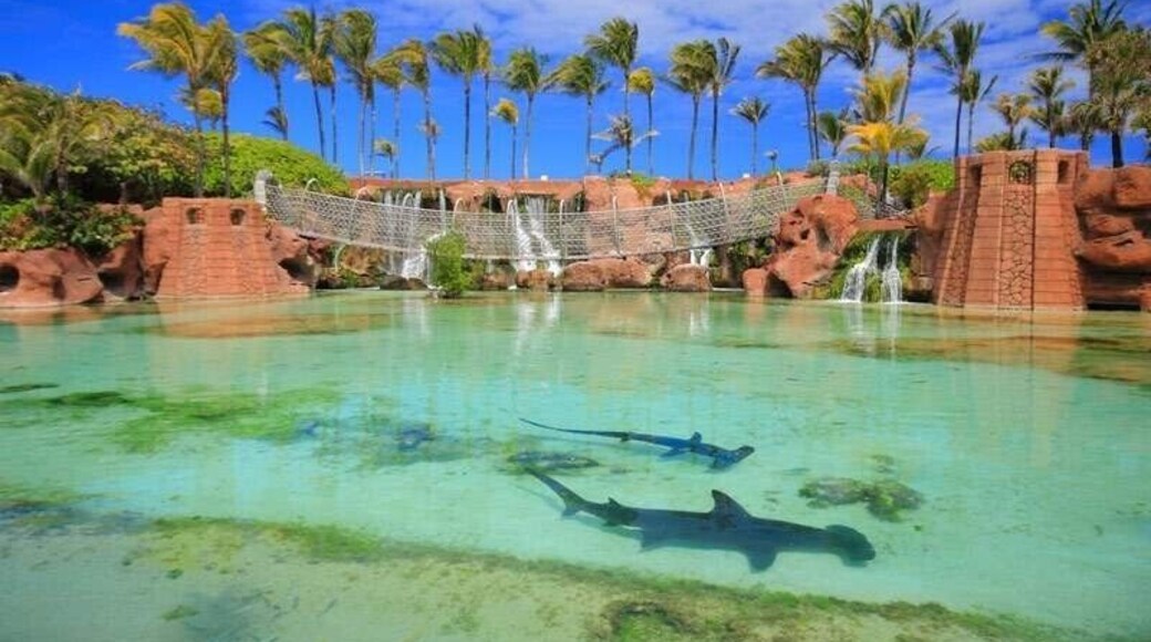 Sharks in Atlantis Resort