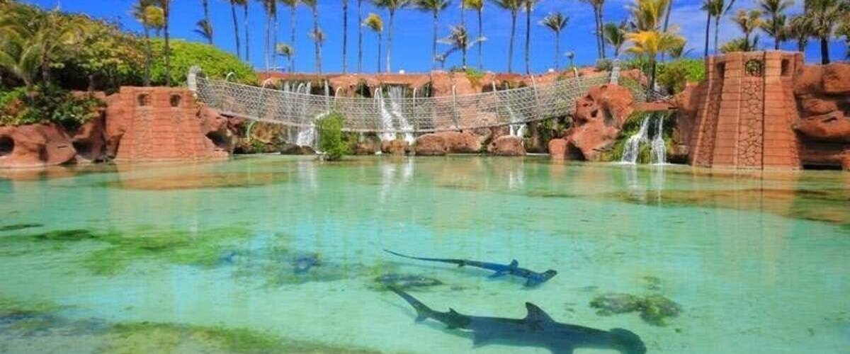 Sharks in Atlantis Resort