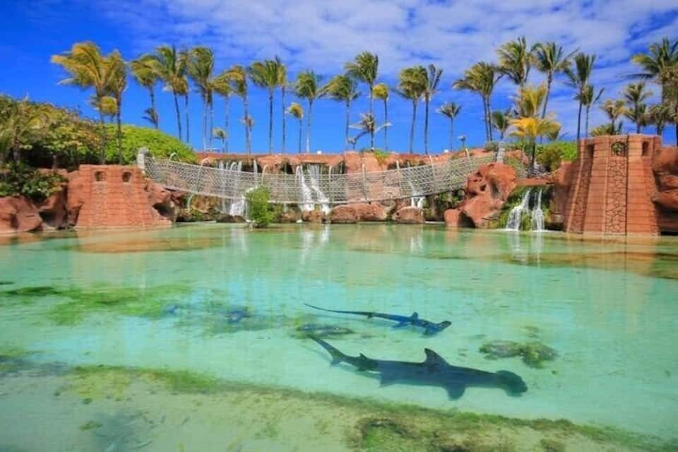 Une piscine aux eaux cristallines, peuplée de requins, bordée de palmiers et surmontée d’une cascade.