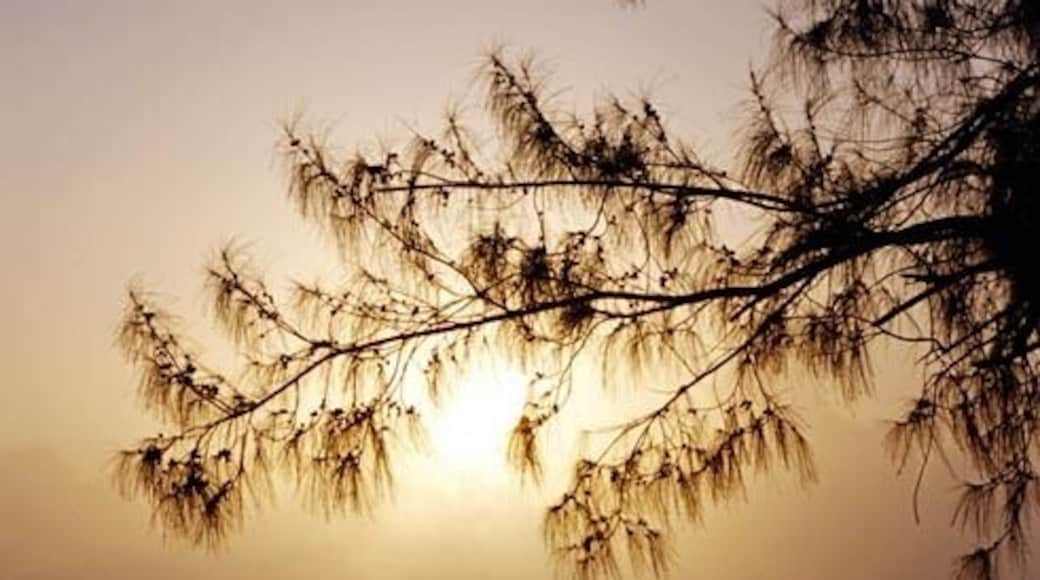 Runner on Seven Mile Beach, Grand Cayman