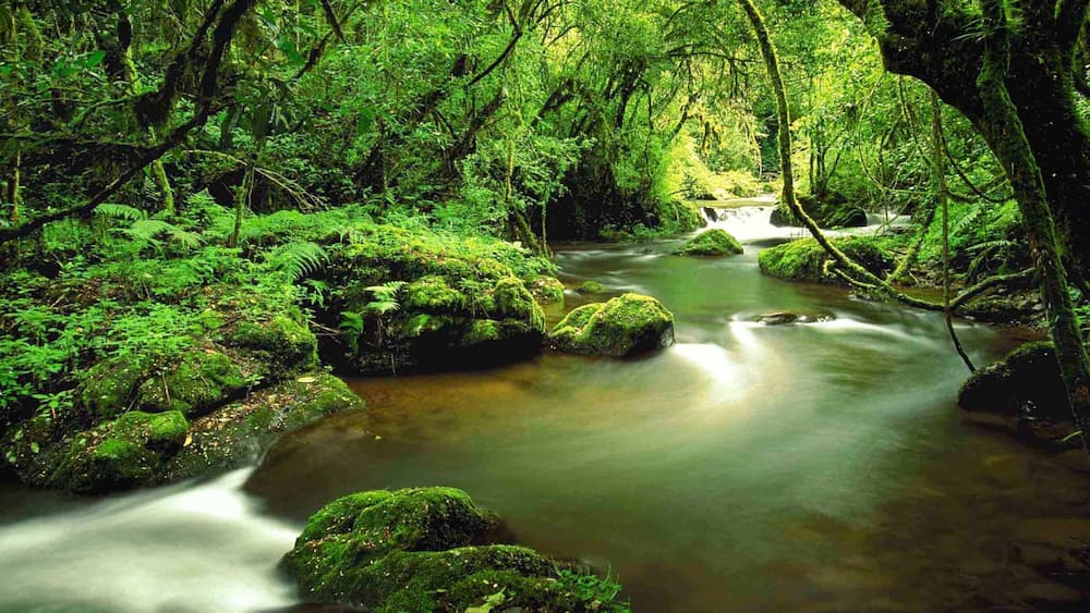 A forest stream with moss-covered rocks and dense greenery.
