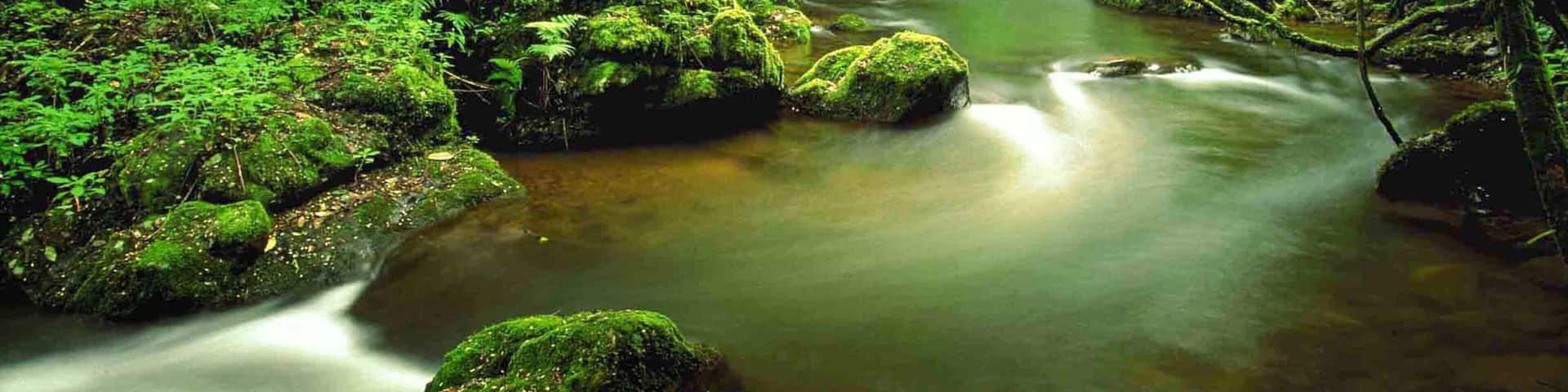 Sabie featuring rainforest and a river or creek