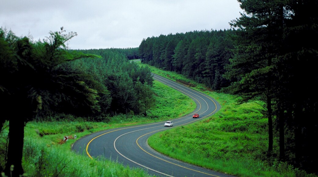 Sabie showing forests and tranquil scenes