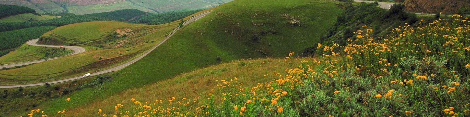 Sabie featuring flowers, wildflowers and landscape views
