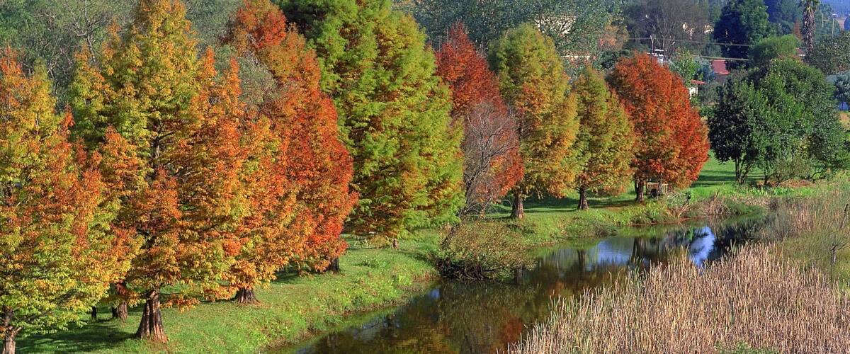 A serene landscape with a pond, autumn-colored trees, and a mountain in the background.