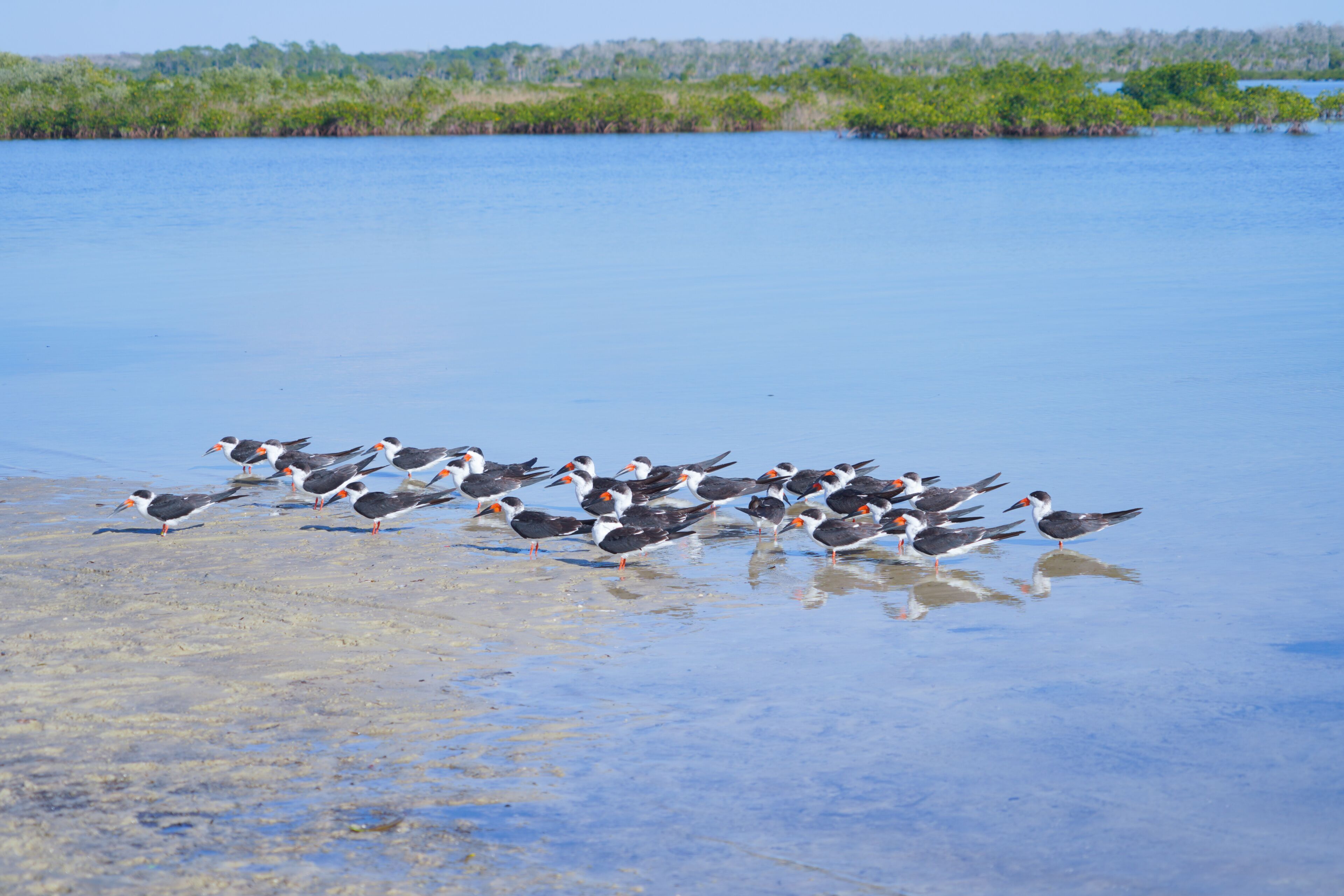 Alfred A McKethan Pine Island Park in Hernando County of Florida