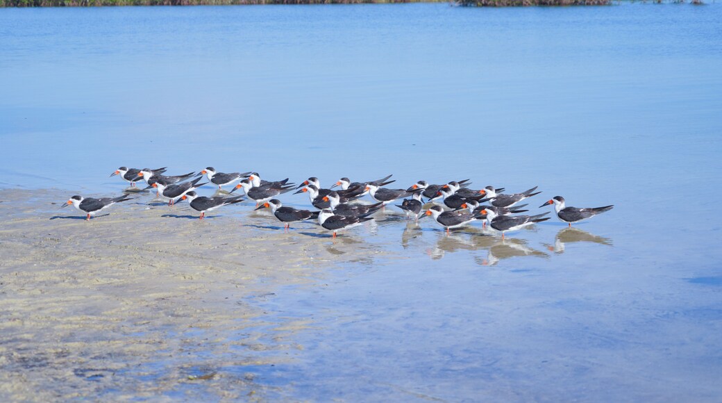 Alfred A McKethan Pine Island Park in Hernando County of Florida