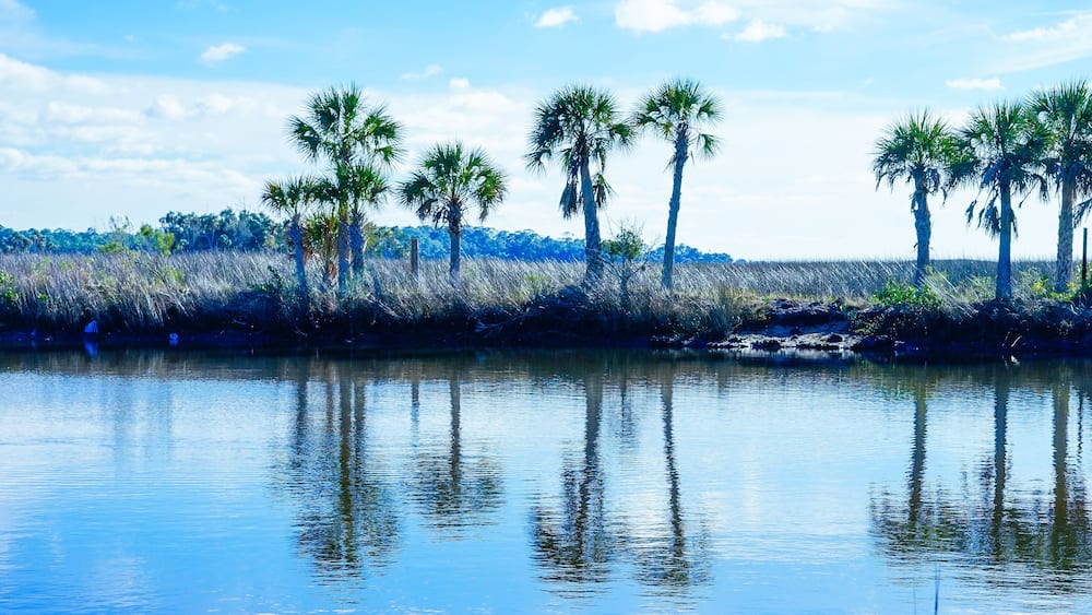 Florida Hernando beach and swamp