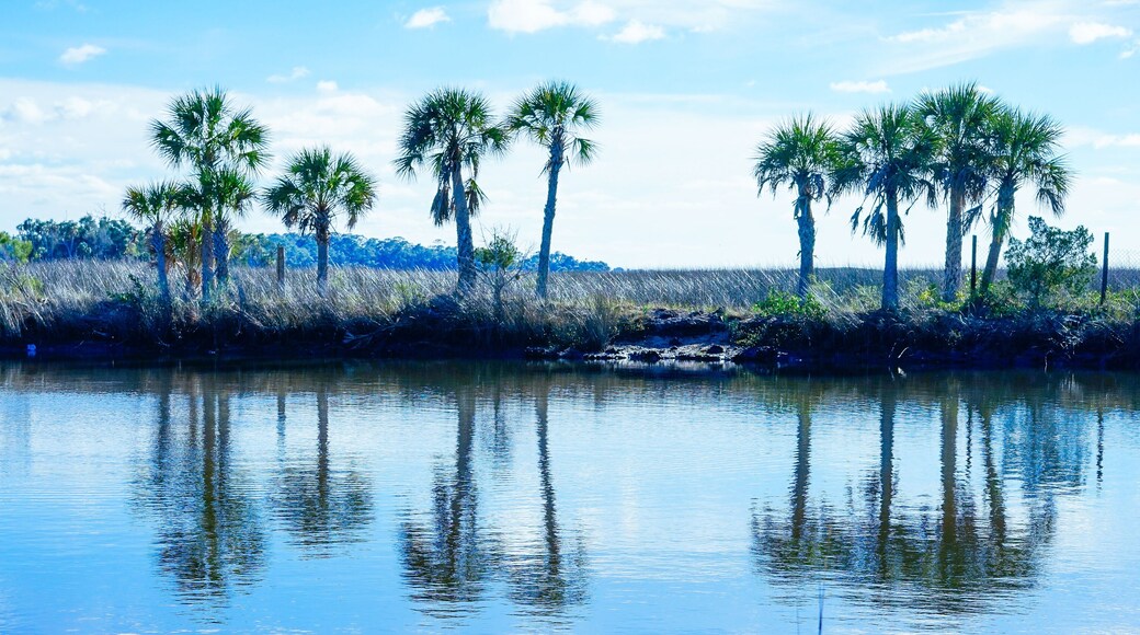 Florida Hernando beach and swamp