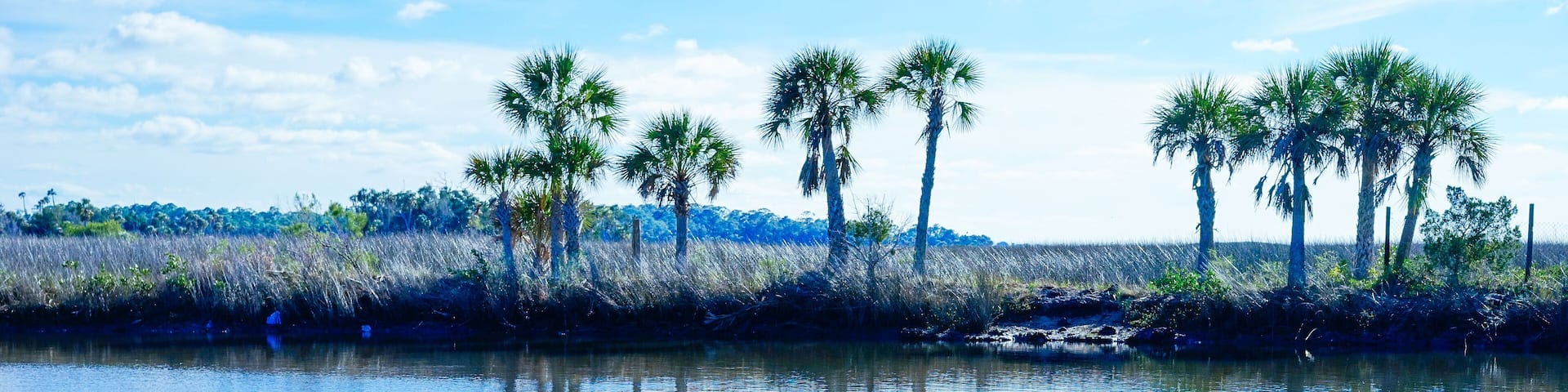 Florida Hernando beach and swamp