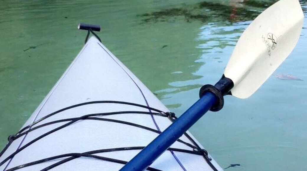 Kayaking down the river... manatees, alligators, otters, fish and several different bird species. Always a good time.