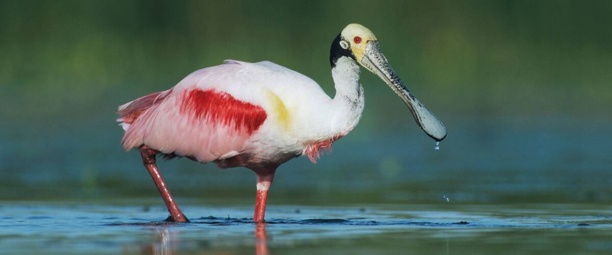 A bird with a long beak standing in water.