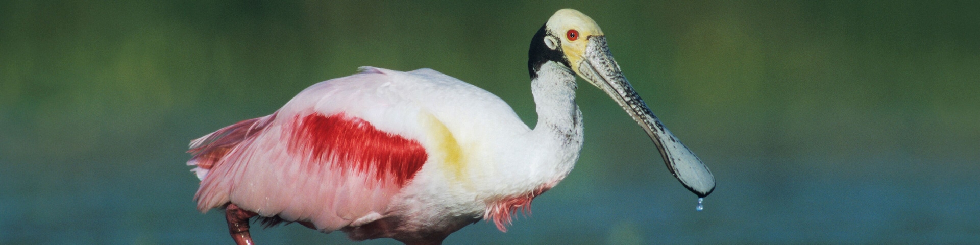 A bird with a long beak standing in water.