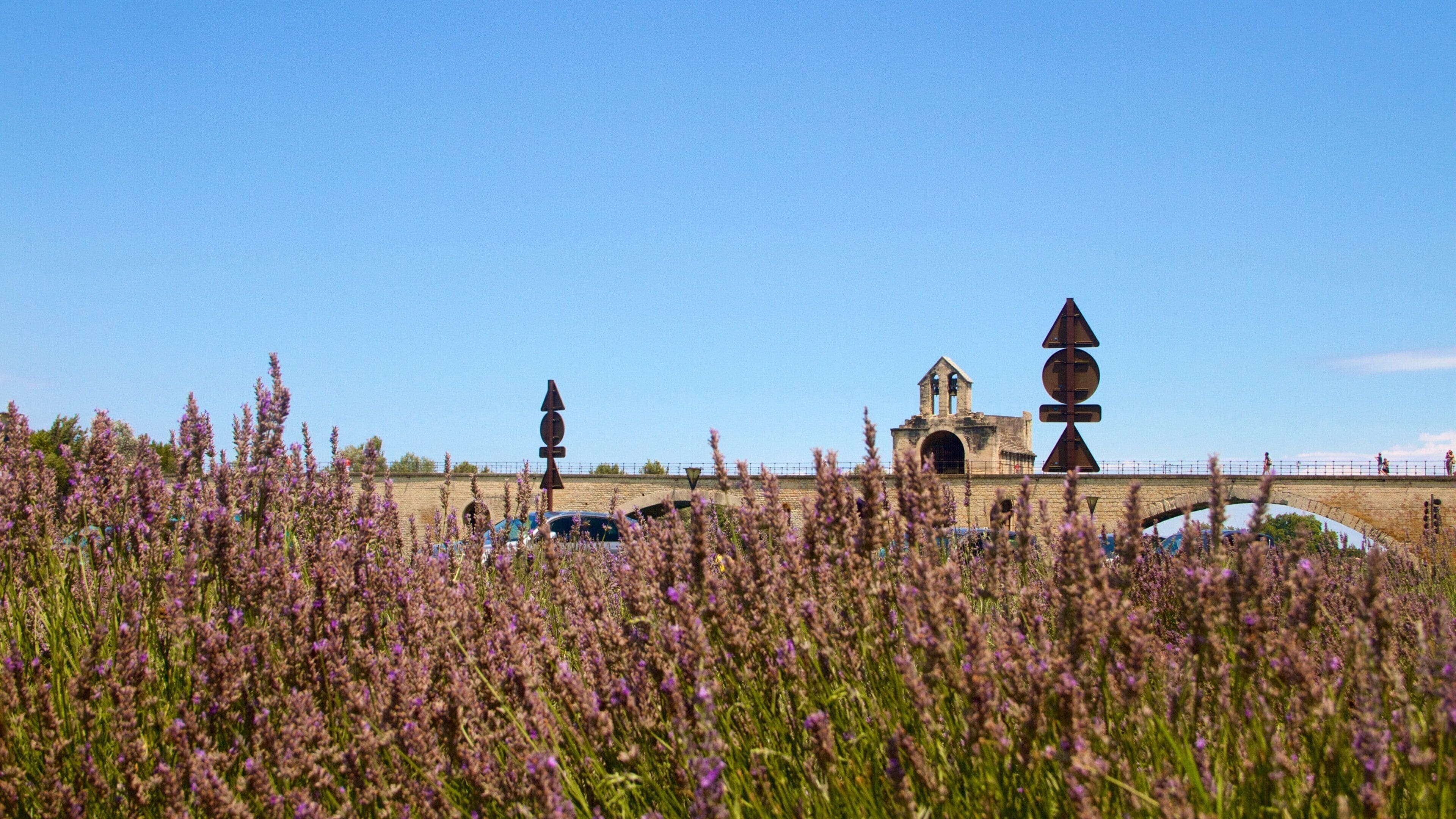 Avignon montrant fleurs sauvages