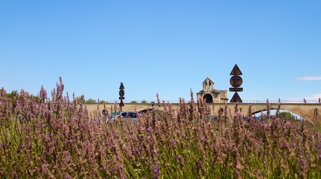 Avignon montrant fleurs sauvages