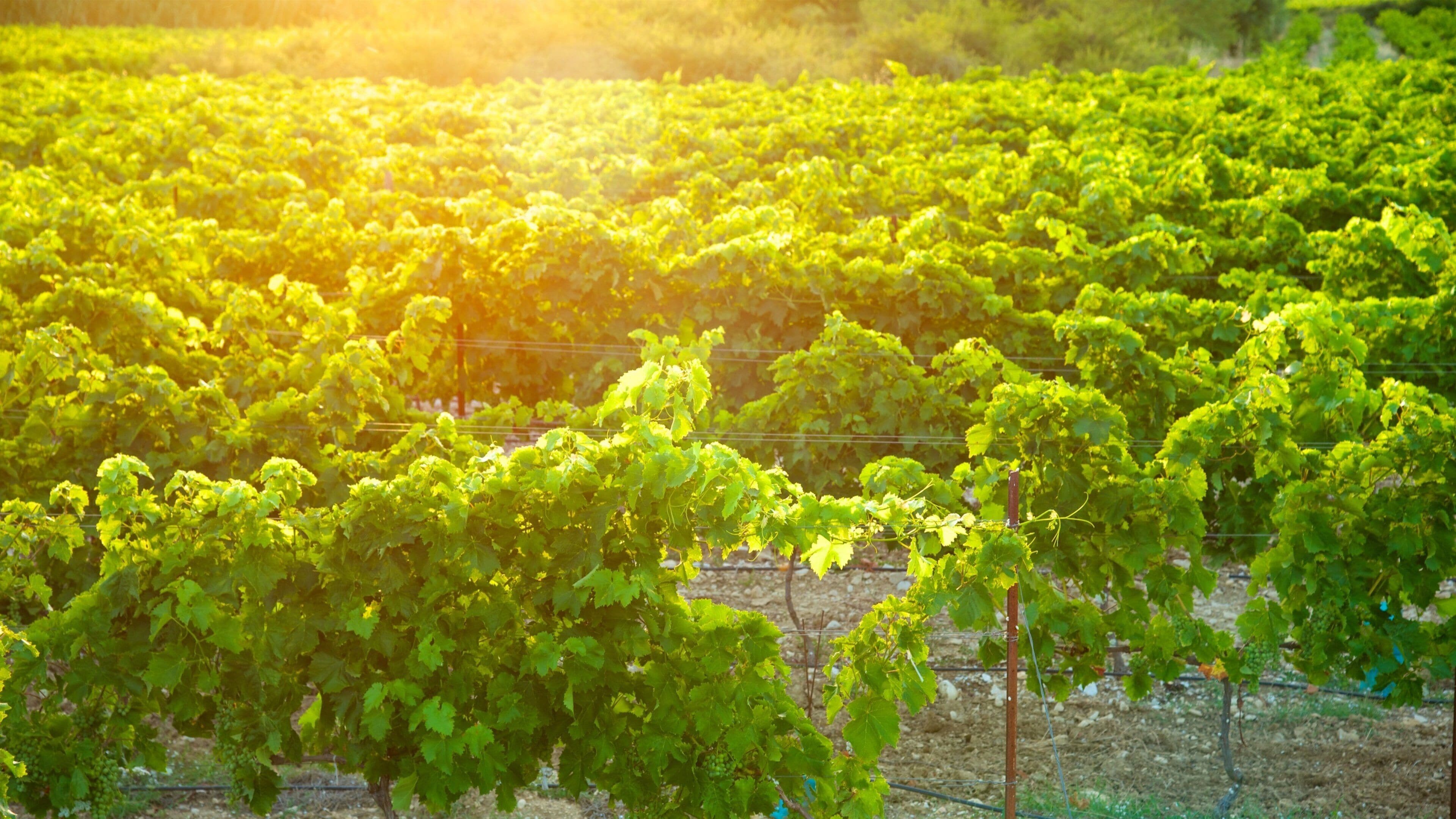 Avignon showing farmland