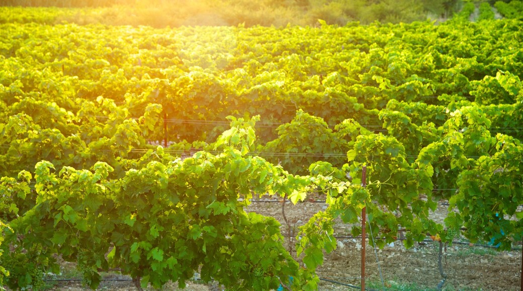 Avignon showing farmland