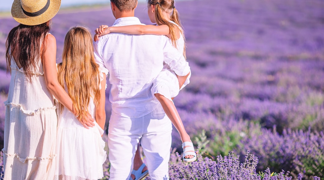 Family in lavender flowers field at sunset in white dress and hat