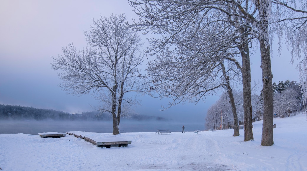 Smoke, fog, over the lake Mälaren at a beach, frost on trees and snow in the Stockholm district Bromma