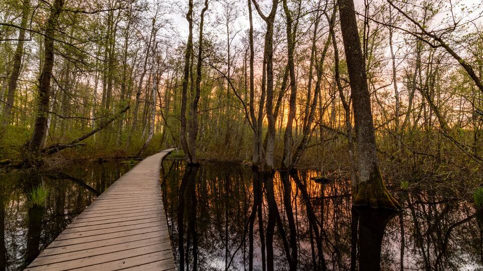 A wooden boardwalk through a swampy forest with trees reflecting the sunset.