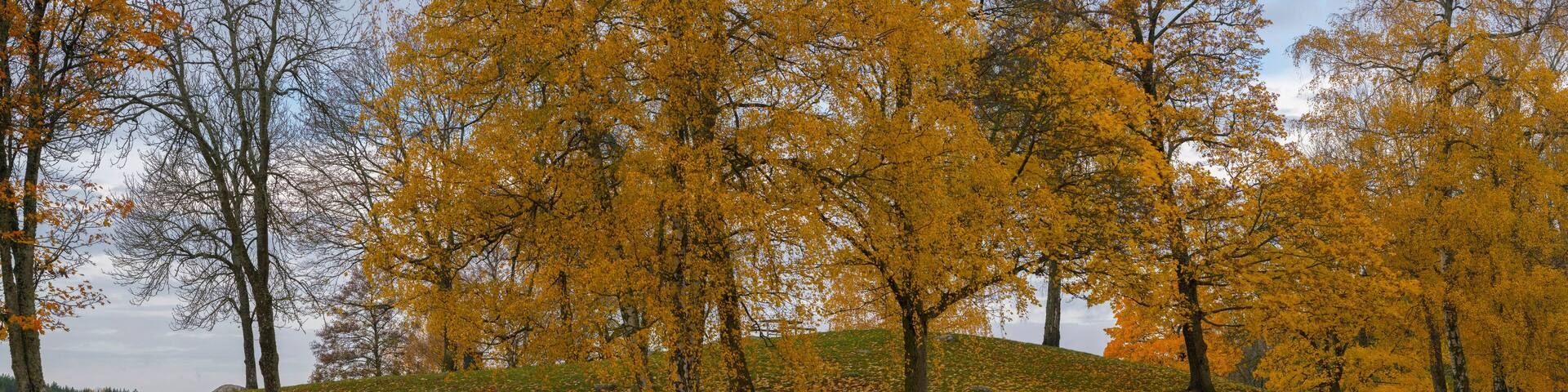 Color full autumn landscape in the district Bromma in Sweden
