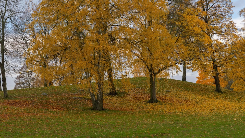 A hillside with trees displaying autumn foliage, a grassy foreground, and a cloudy sky.