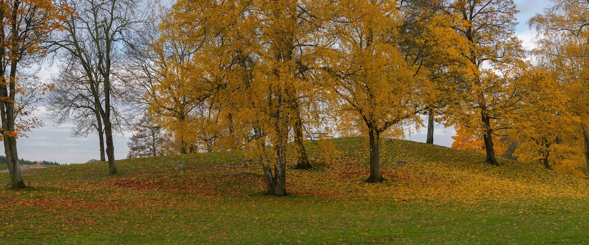 A hillside with trees displaying autumn foliage, a grassy foreground, and a cloudy sky.