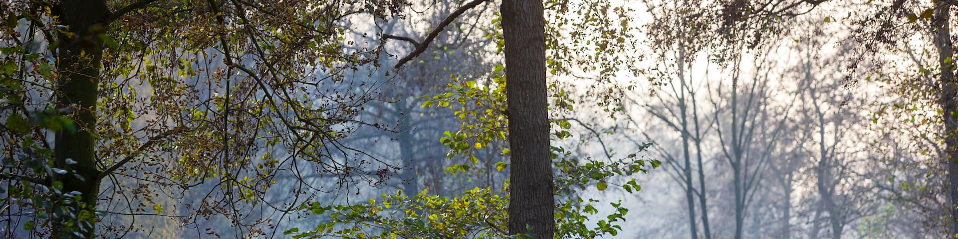 Winding footpath along a small river in autumn