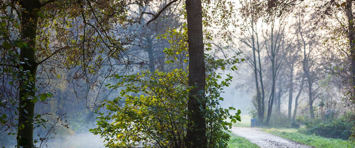 A narrow, leaf-covered path beside a calm river, surrounded by trees and greenery.