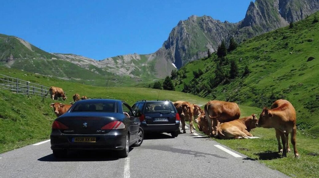 There is nothing more amusing than being stopped by a herd of lazy cows while driving up to the 'Col du Tourmalet' in the Pyrénées and having your car literally 'redecorated'. Happy memories! :)
