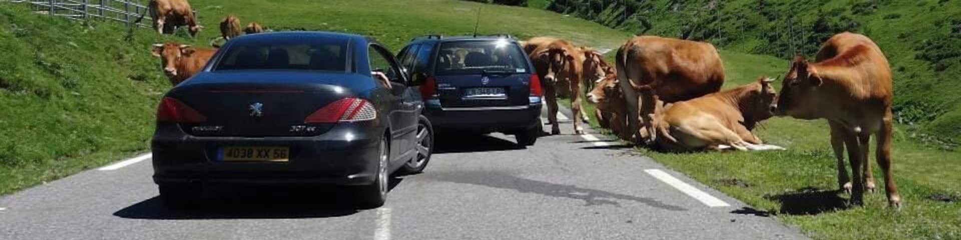 There is nothing more amusing than being stopped by a herd of lazy cows while driving up to the 'Col du Tourmalet' in the Pyrénées and having your car literally 'redecorated'. Happy memories! :)