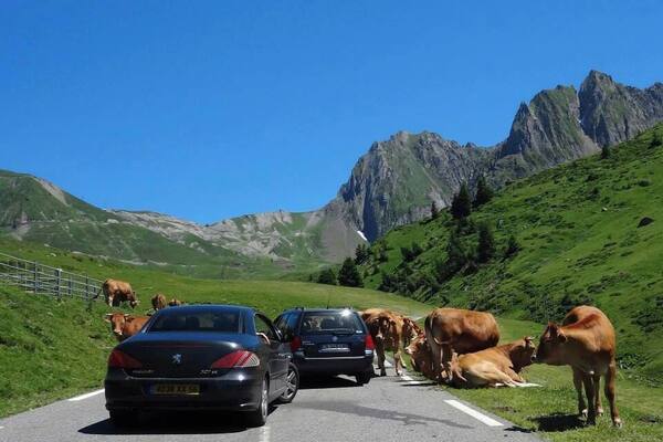 There is nothing more amusing than being stopped by a herd of lazy cows while driving up to the 'Col du Tourmalet' in the Pyrénées and having your car literally 'redecorated'. Happy memories! :)