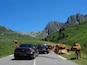 There is nothing more amusing than being stopped by a herd of lazy cows while driving up to the 'Col du Tourmalet' in the Pyrénées and having your car literally 'redecorated'. Happy memories! :)
