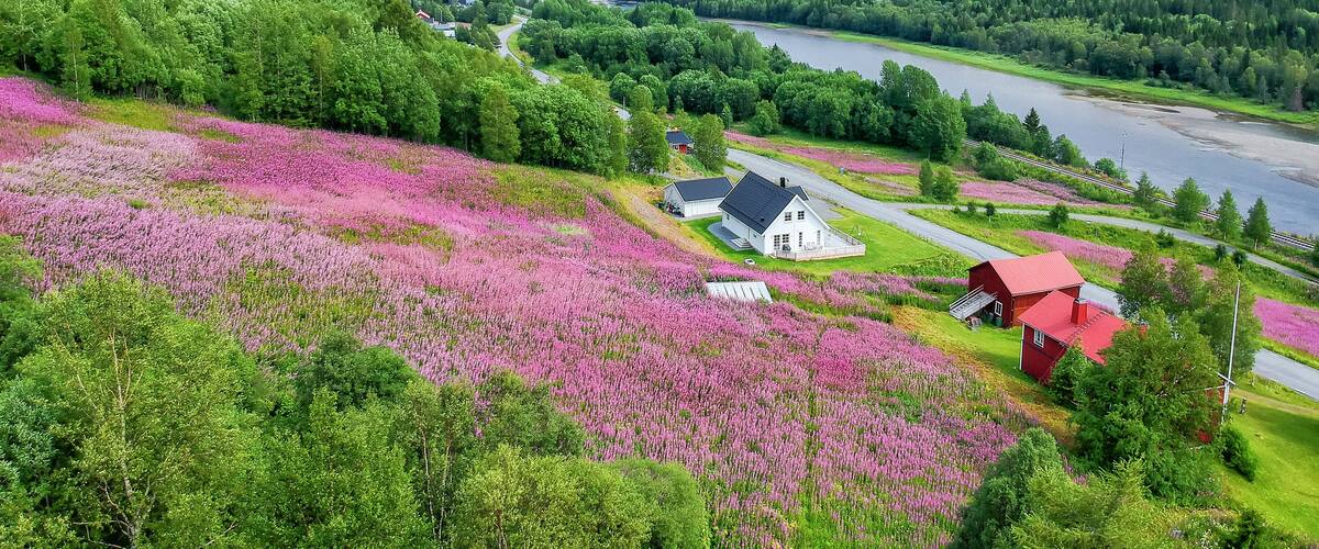 A river valley with a house and a red barn surrounded by blooming flowers and dense forests.