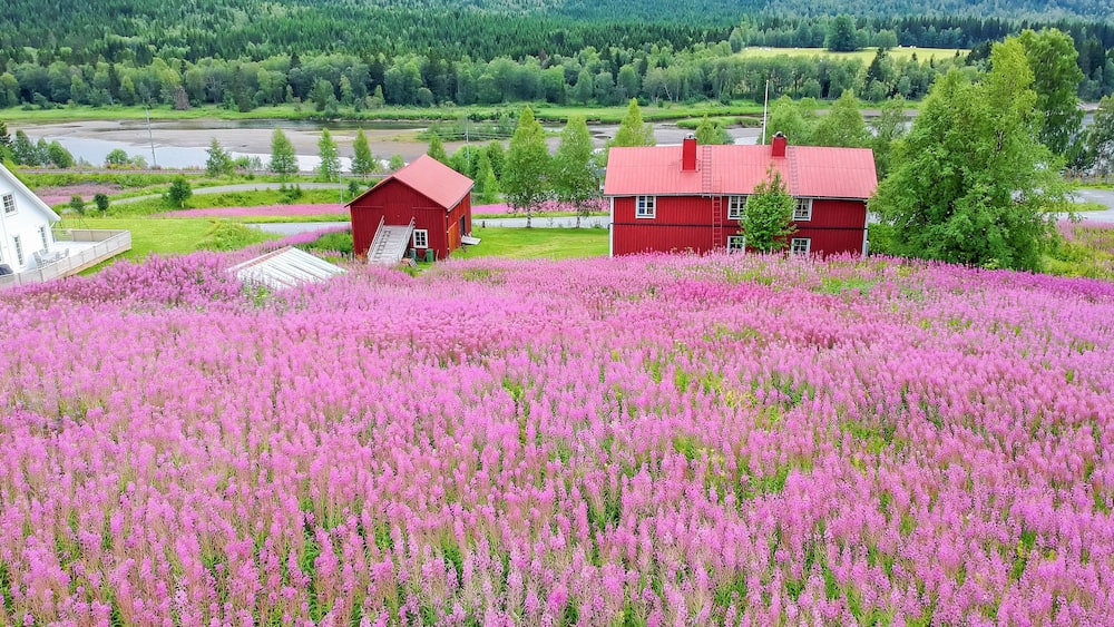 A red house surrounded by a field of pink flowers, with a forested valley in the background.