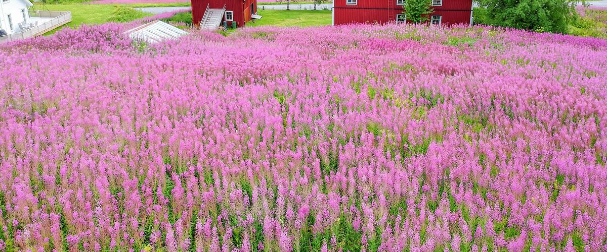 Une maison rouge entourée d’un champ de fleurs roses, avec une vallée boisée en arrière-plan.