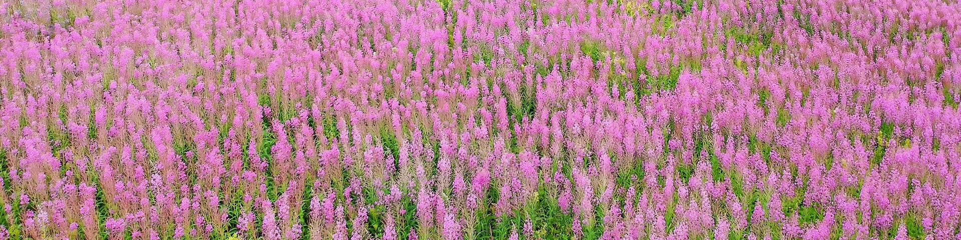 A red house surrounded by a field of pink flowers, with a forested valley in the background.