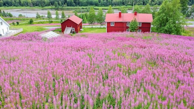 A red house surrounded by a field of pink flowers, with a forested valley in the background.