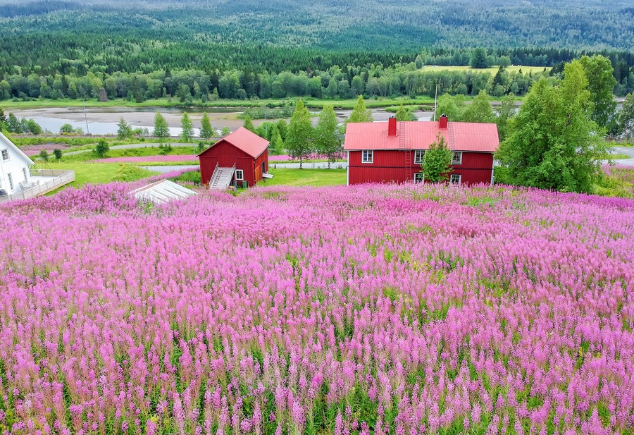 A red house surrounded by a field of pink flowers, with a forested valley in the background.