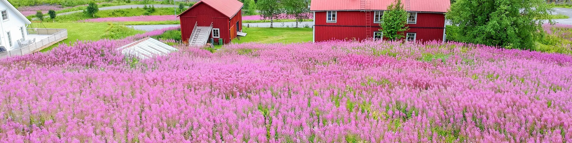 Una casa roja rodeada por un campo de flores rosas, con un valle boscoso al fondo.