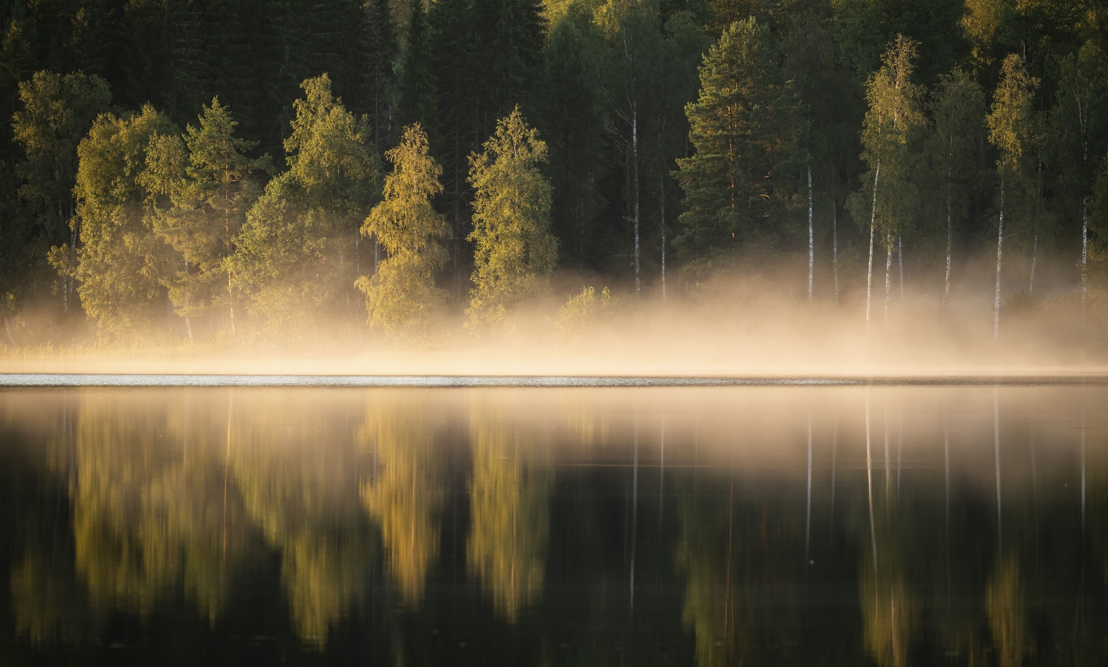 A calm lake with dense forest reflection and mist.